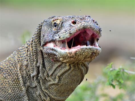 Nebraska Zookeeper Recovering From Komodo Dragon Bite - Reptiles Magazine