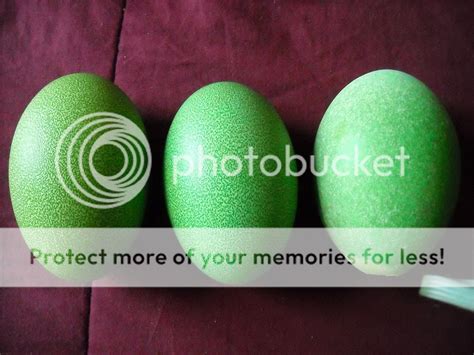 eggs2.jpg Photo by casuarius | Photobucket