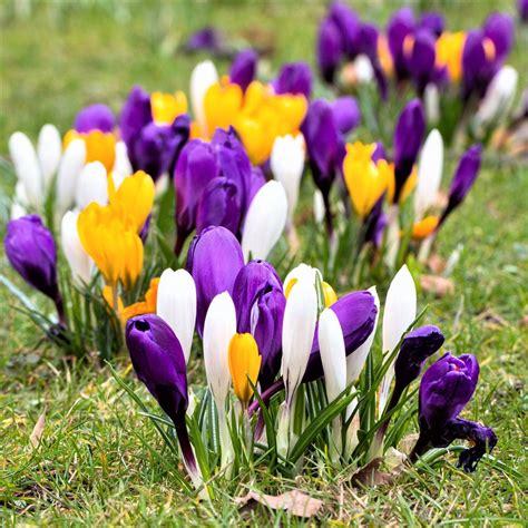 Krokussen planten in het gazon: wanneer en hoe moet dit? Crocus Bulbs ...