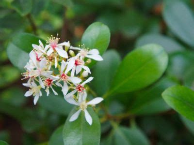 Pruning Indian Hawthorns - When And How To Prune An Indian Hawthorn