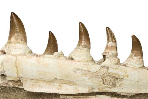 25" Mosasaur Jaw with Eleven Teeth - Morocco (#225340) For Sale ...