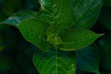 Premium Photo | Beautiful leaves of the purple flower hydrangea ...