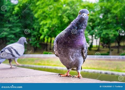 Funny Pigeon Stock Photography | CartoonDealer.com #184504250