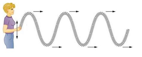 Figure 1: The parts of the slinky in a transverse wave move vertically ...