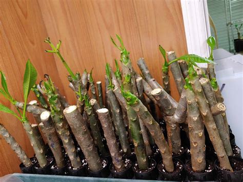 Plant Plumeria Cuttings! [Best Takes and Tips] - Plants Craze