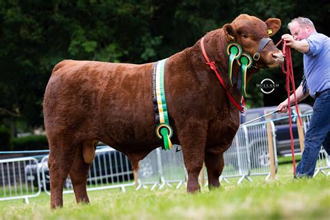 ‘Exceptional’ red bull claims honours at Aberdeen-Angus Northern ...