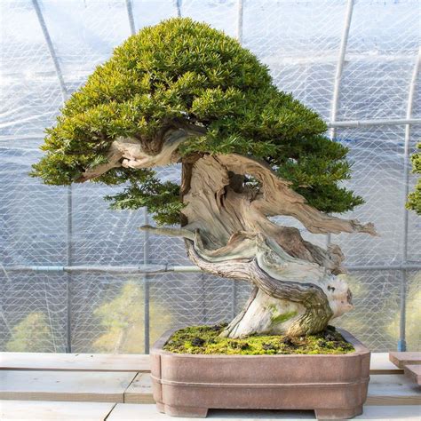 Yew Bonsai Tree - Bonsai Sanctum