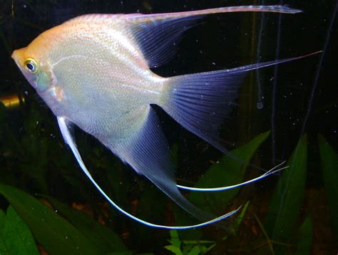 File:Angel fish white.jpg