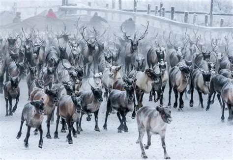 Arctic reindeer in the North Pole are SHRINKING and becoming lighter ...