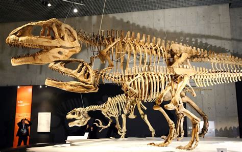 People - Photos | Prehistoric creatures, Dinosaur fossils, Prehistoric ...