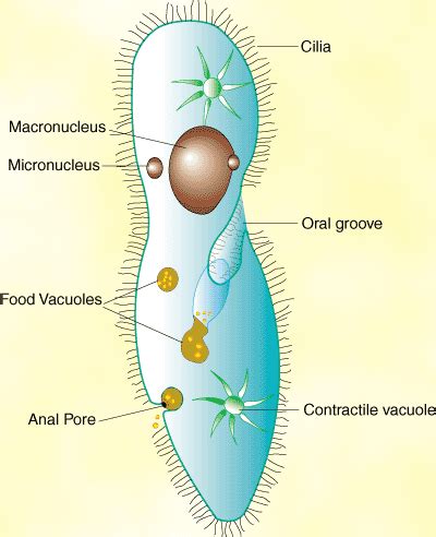 SparkNotes: Protista: Protozoa