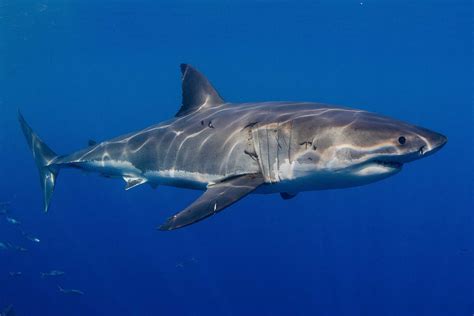 Smith Ocean Adventure Travel - Blog - Great White Shark Conservation ...