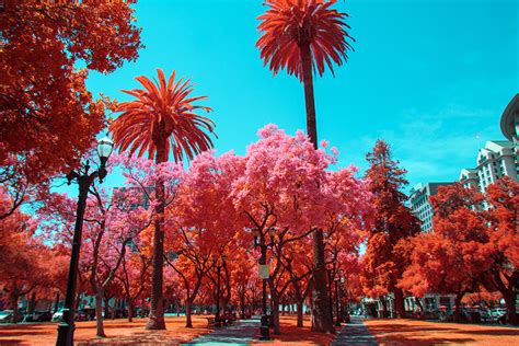 Beginner’s Guide to Infrared Photography in 2023