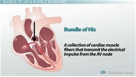 Bundle of his; Atrioventricular Bundle