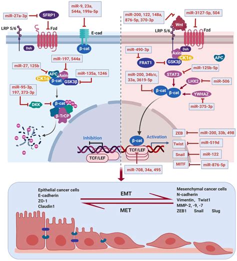 MicroRNAs target the Wnt/β‑catenin signaling pathway to regulate ...