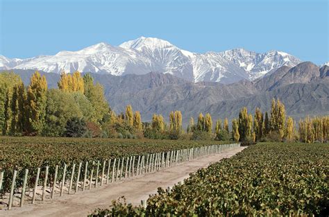 Regional profile: Luján de Cuyo wine - Decanter