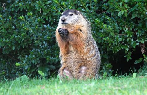 Woodchuck VS Groundhog: Is There a Difference?