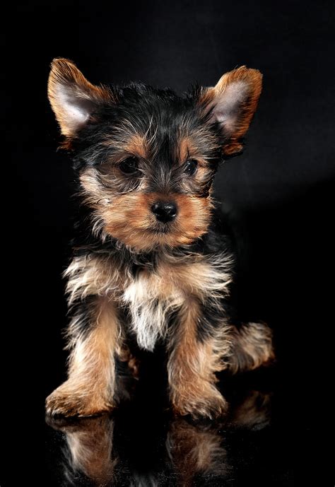 Are Yorkshire Terrier Puppies Lazy