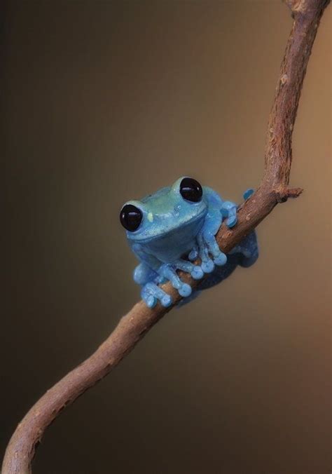 Pin by Vicky Saltares on Coqui & Frog | Cute animals, Cute frogs, Baby ...