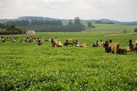 tanganda tea estates, one of the most beautiful places I have been ...