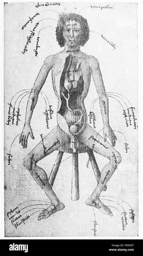 medieval anatomical study Stock Photo - Alamy