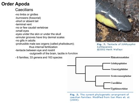 Caecilians