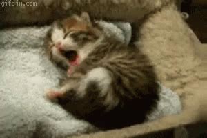 Sleepy Kitten GIFs | Tenor