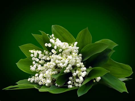 Delicate Lily of the Valley: A 4K Ultra HD Floral Delight