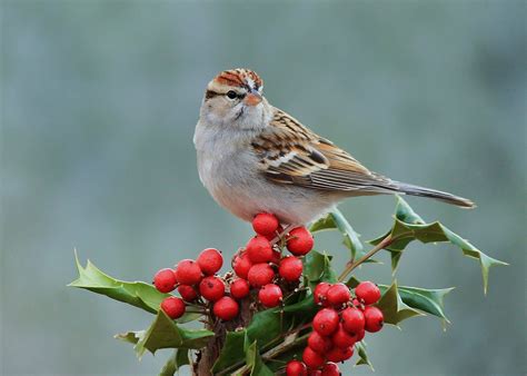 Chipping Sparrow | Audubon Field Guide