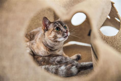 The 8 Best Interactive Cat Toys to Buy in 2018