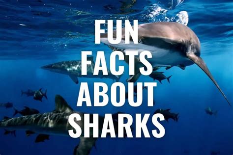 35 Fun Facts About Sharks To Sink Your Teeth Into