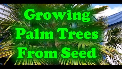 How To Grow Palm Trees From Seed - YouTube