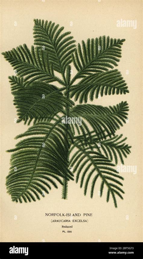 Cook pine, Araucaria columnaris. (Norfolk Island pine, Araucaria ...