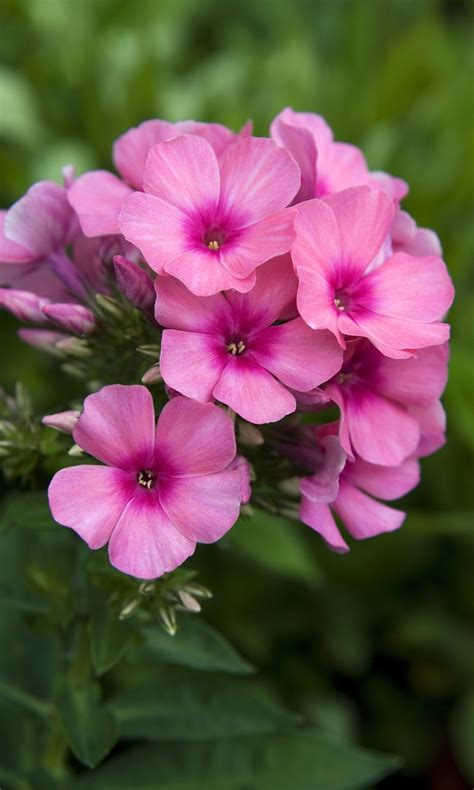 Phlox paniculata 'Pink Flame™' | Garden Phlox | Green Barn Garden Center