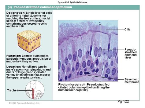 Simple Columnar Epithelium Labeled Diagram