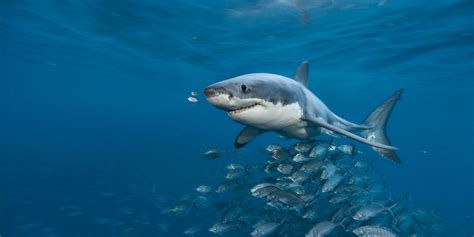 Great White Shark Images Underwater