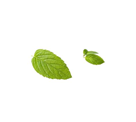 Mint leaves PNG Free Download | PNG Mart