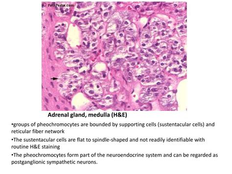 PPT - Histology of Adrenal Gland - Medulla PowerPoint Presentation - ID ...