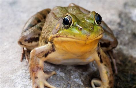 Bullfrog - Description, Habitat, Image, Diet, and Interesting Facts