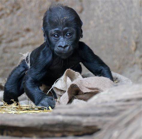 Tiernachwuchs: Rätsel gelöst – Leipzigs Gorilla-Baby ist ein Junge - WELT