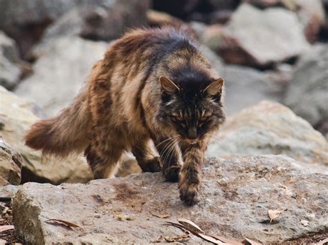 Australia targets monster feral cats hunting native species to ...