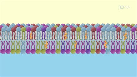 Asymmetric Lipid Bilayer - Concept | Cell Biology | JoVe