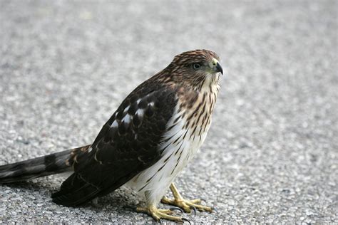 Ohio Bird Photo Collection: Juvenile Cooper's Hawk