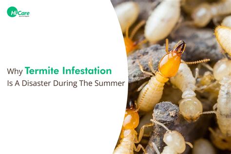 Why Termites Can Be a Problem in Your House During the Summer?