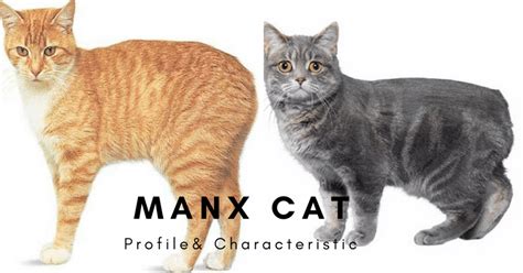 Manx Cat Breed - History, Personality and Behavior - Cats In Care