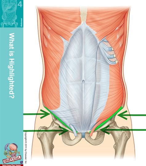 Inguinal Ligament Anatomy Function And Diagram Body Maps | Porn Sex Picture