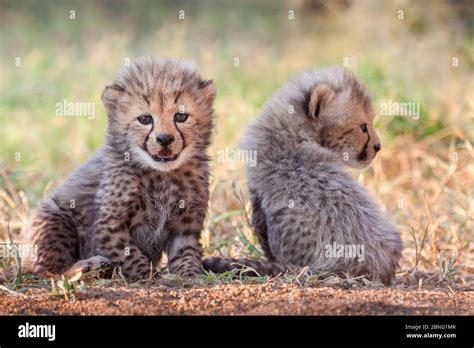 Two very small cute baby Cheetah cubs at 4 weeks old Kruger Park South ...