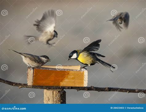 Birds Eating Seed From Bird Feeder Stock Photos - Image: 28423403