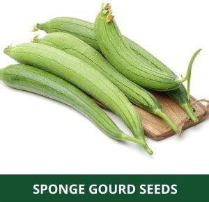 TRICONE Tori Seed Price in India - Buy TRICONE Tori Seed online at ...