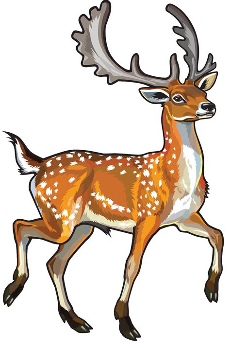 Deer clipart chital, Picture #887577 deer clipart chital